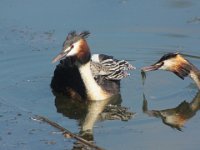 11 November 2015 Haubentaucher mit Pulli